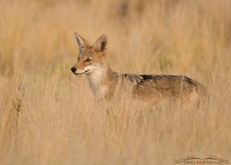 Coyote Pup In A Grassy Prairie – On The Wing Photography