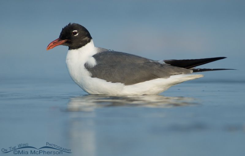 Laughing Gull In Breeding Plumage – Mia McPherson's On The Wing Photography