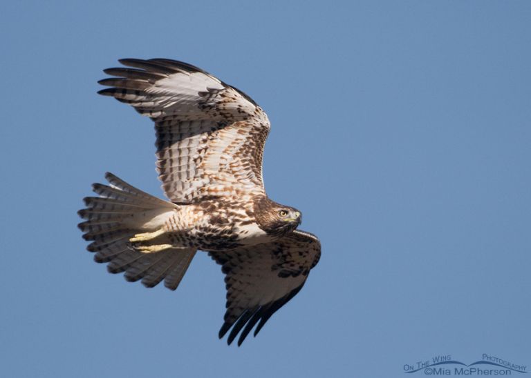 Red-tailed Hawk fly by - Mia McPherson's On The Wing Photography