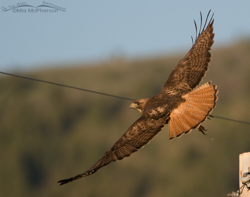 Red-tailed Hawk in flight with wire