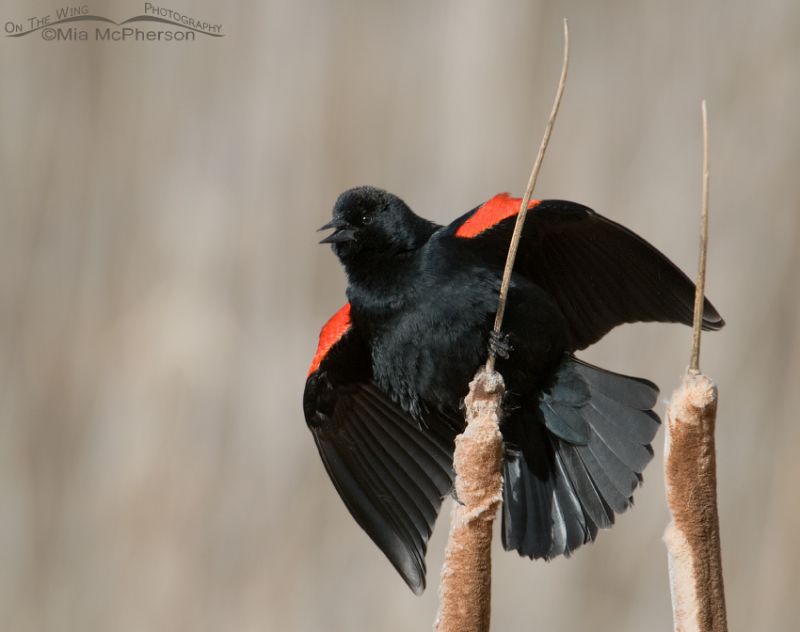 Male Red Winged Blackbird Singing On Cattails Mia Mcpherson S On The Wing Photography