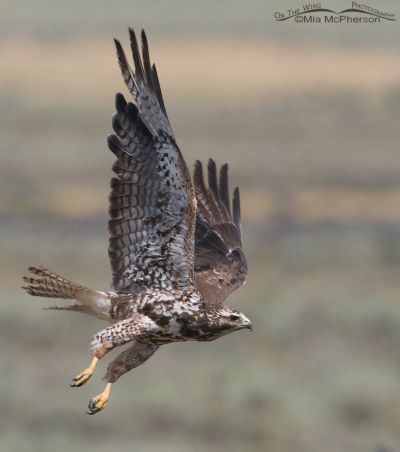 Ragged sub-adult Swainson’s Hawk – On The Wing Photography