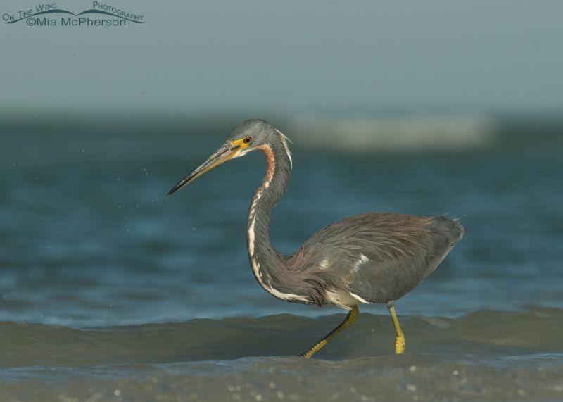 Tricolored Heron side view – Mia McPherson's On The Wing Photography