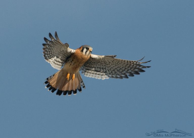 Hovering American Kestrel - Mia McPherson's On The Wing Photography