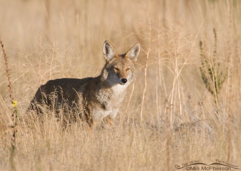 Friday Photos - Coyote In A Prairie Grassland - Mia McPherson's On The ...