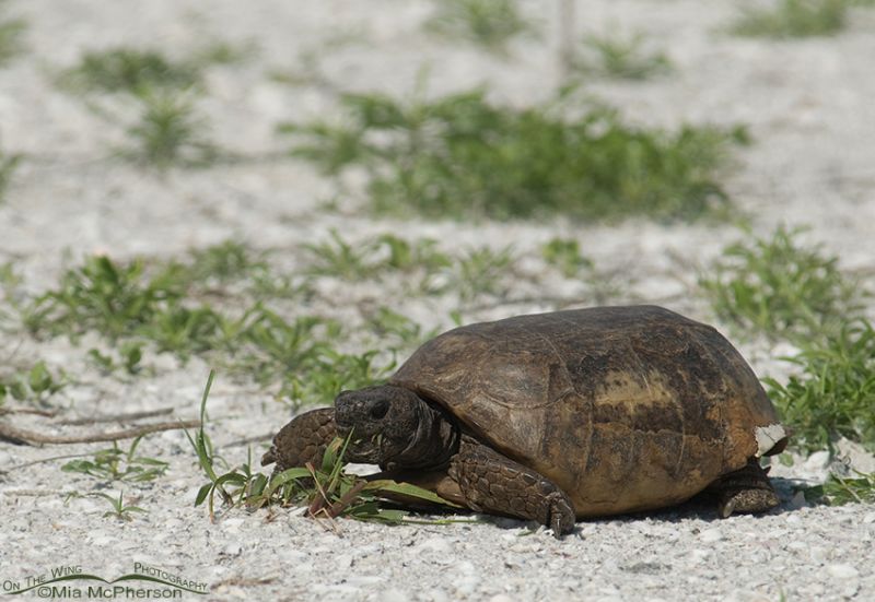 Adult Gopher Tortoise – On The Wing Photography