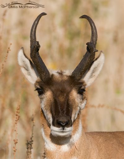 Antelope Island Pronghorn Buck Portrait - Mia McPherson's On The Wing ...