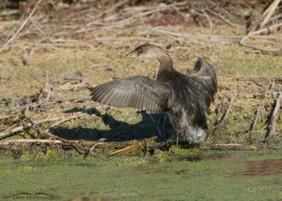 Rare Sight To See - Walking And Standing Pied-billed Grebes - Mia 