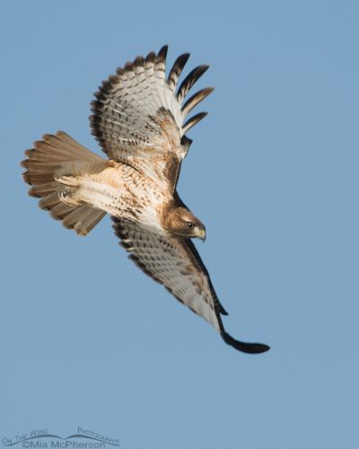 Red-tailed Hawk Images - Mia McPherson's On The Wing Photography