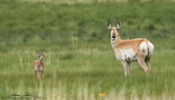 Red Rock Lakes NWR, Montana - Mia McPherson's On The Wing Photography