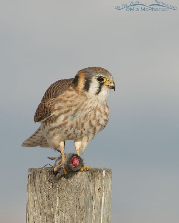 Female American Kestrel with prey – On The Wing Photography