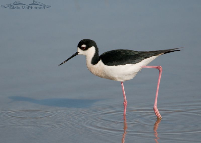 Black-necked Stilt at Bear River Migratory Bird Refuge - Mia McPherson ...