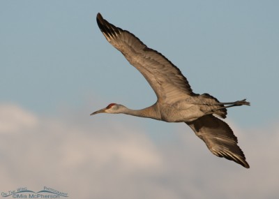 Sandhill Crane flying over Bicknell Bottoms – On The Wing Photography