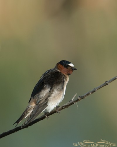 Nesting Cliff Swallows - Mia McPherson's On The Wing Photography