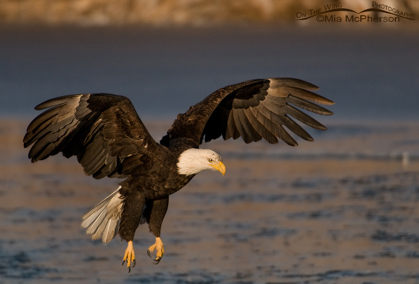 eagle images photography