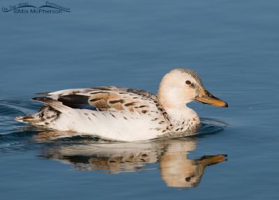 A manky Mallard with a fish hook stuck in its bill with trailing ...