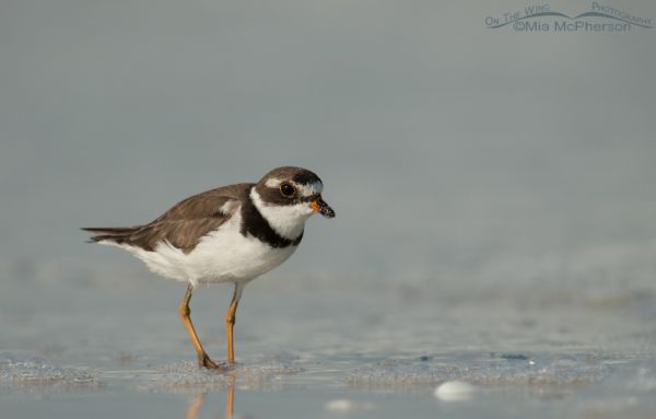 Semipalmated Plovers – Mia McPherson's On The Wing Photography