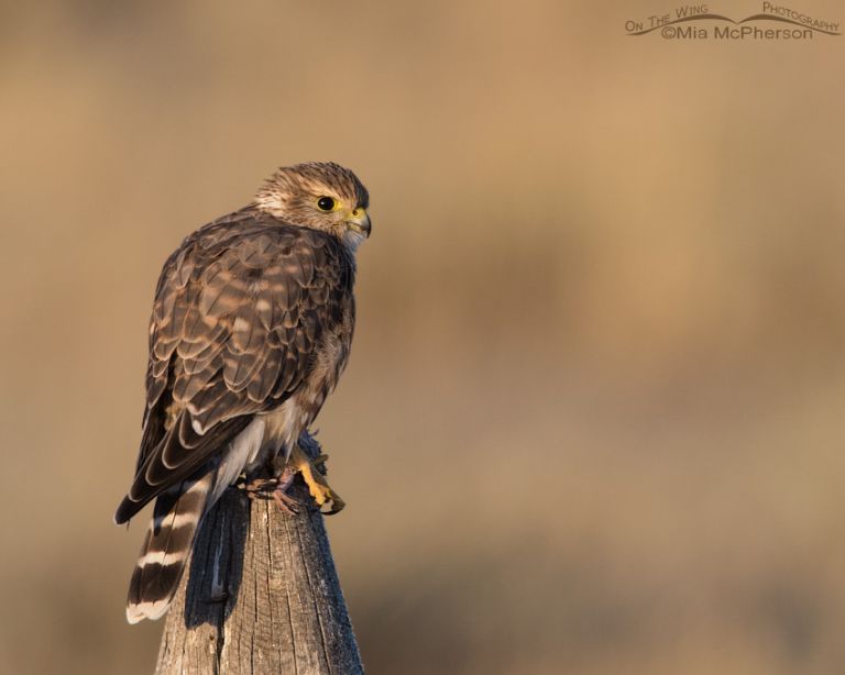 Prairie Merlin - On The Wing Photography