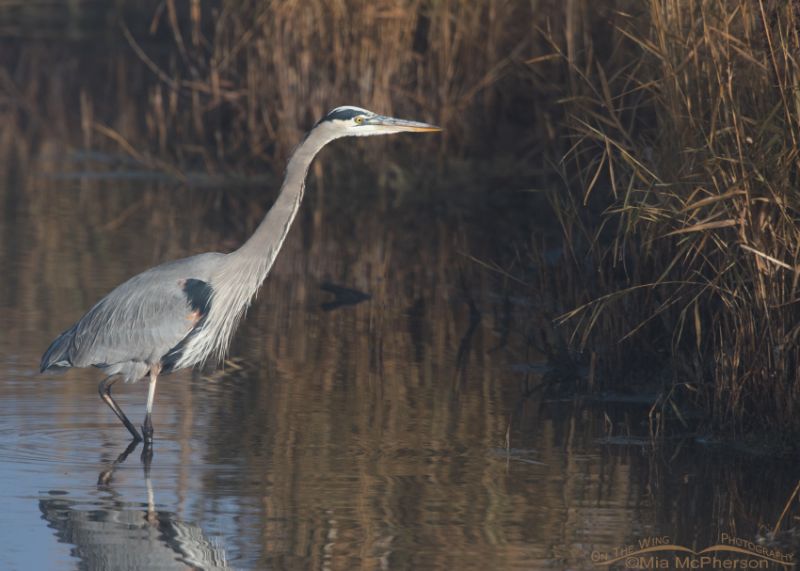 Great Blue Heron stalking prey in morning light – On The Wing Photography