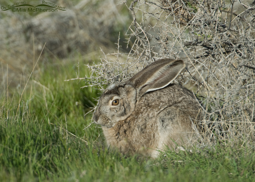 Resting Black-tailed Jackrabbit