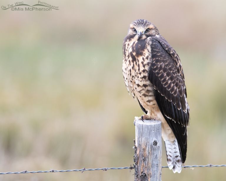 Swainson’s Hawk juvenile in low light - Mia McPherson's On The Wing ...