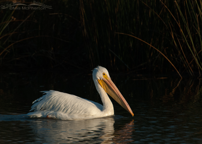 American White Pelican in the spotlight