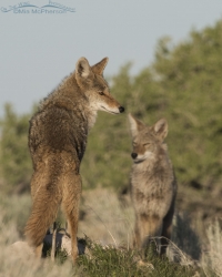 Coyote Images - Mia McPherson's On The Wing Photography