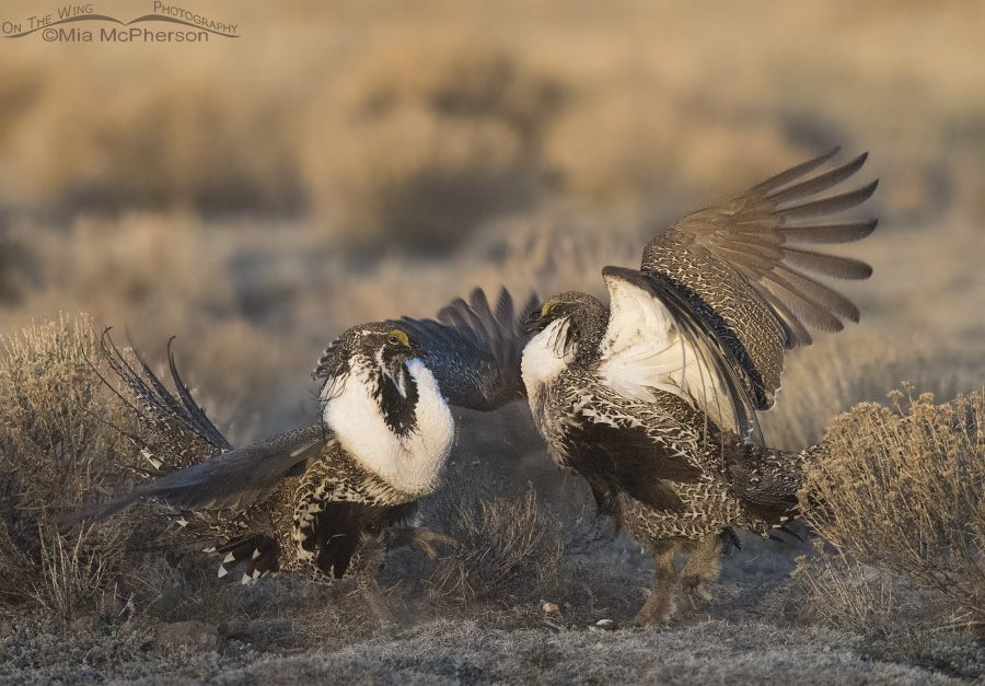 Greater Sage-Grouse males on the lek at sunrise