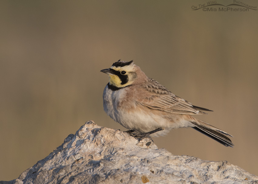 Horned Lark in soft morning light