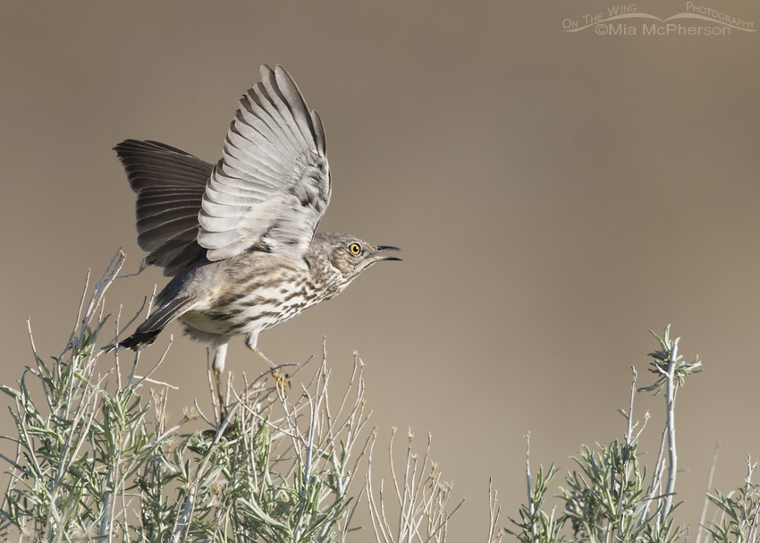 Sage Thrasher Courtship Display