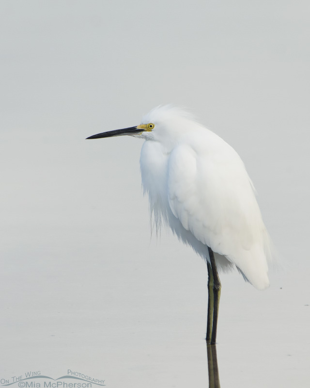 Snowy Egret in low light