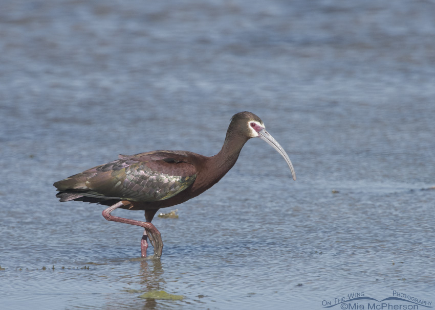 White-faced Ibis in breeding plumage