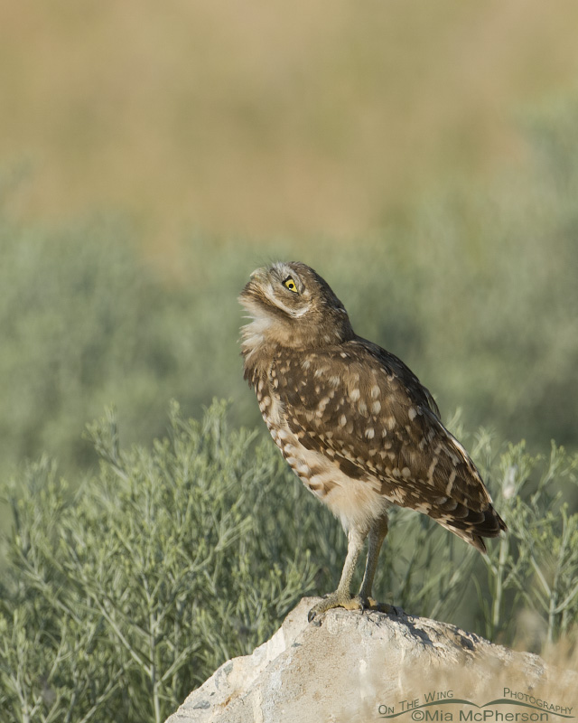 Burrowing Owlet keeping an eye on the sky