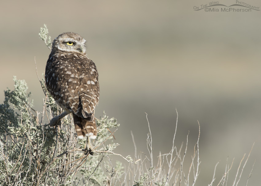 Burrowing Owl juvenile with a firm grip on sagebrush