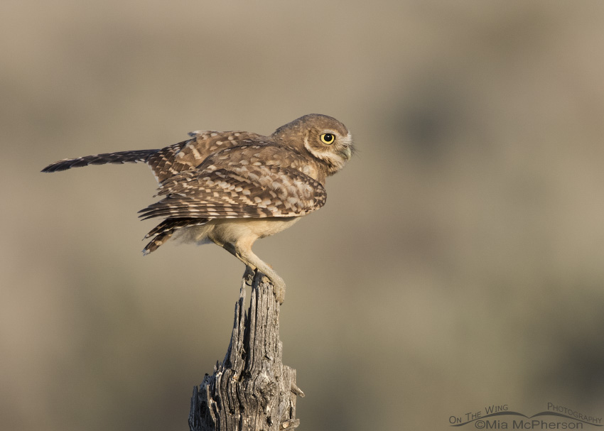 Juvenile Burrowing Owl a split second after landing on a wooden post