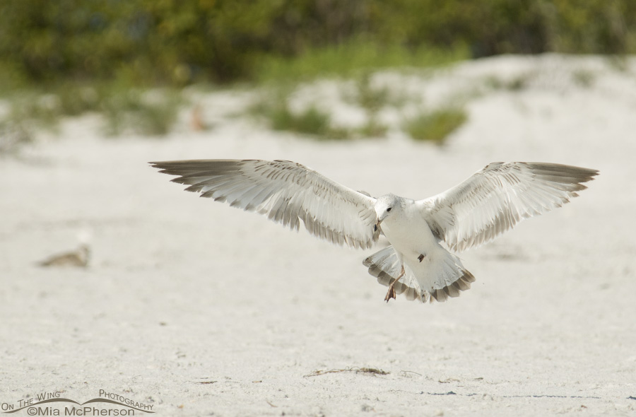 Immature Ring Billed Gull Landing On The Sand On The Wing Photography