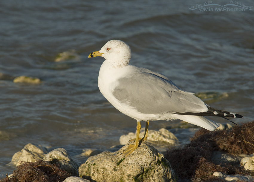 Ring Billed Gull On Rock Mia Mcpherson S On The Wing Photography