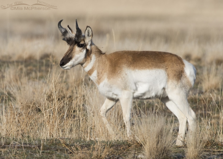 Horn sheath growth in Pronghorns - Mia McPherson's On The Wing Photography