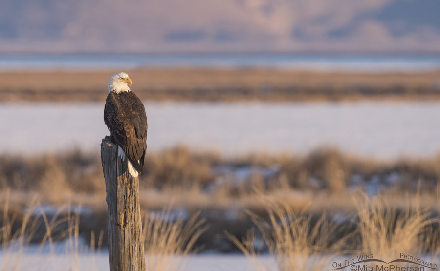 Bald Eagle - Lewis - World Bird Sanctuary