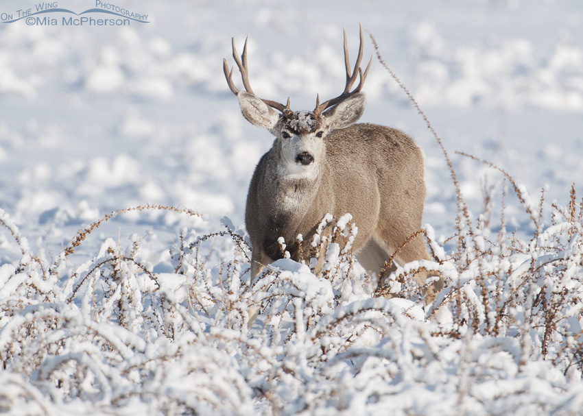The winter woes of winterkill in deer - BC SPCA