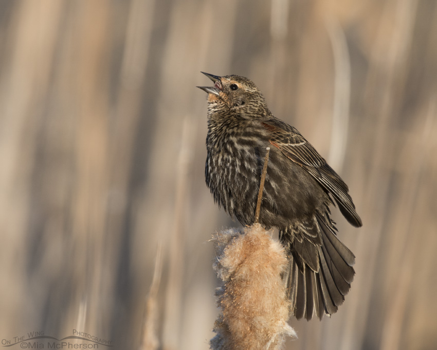 Female Red Winged Blackbirds Frequency In Misidentification Mia