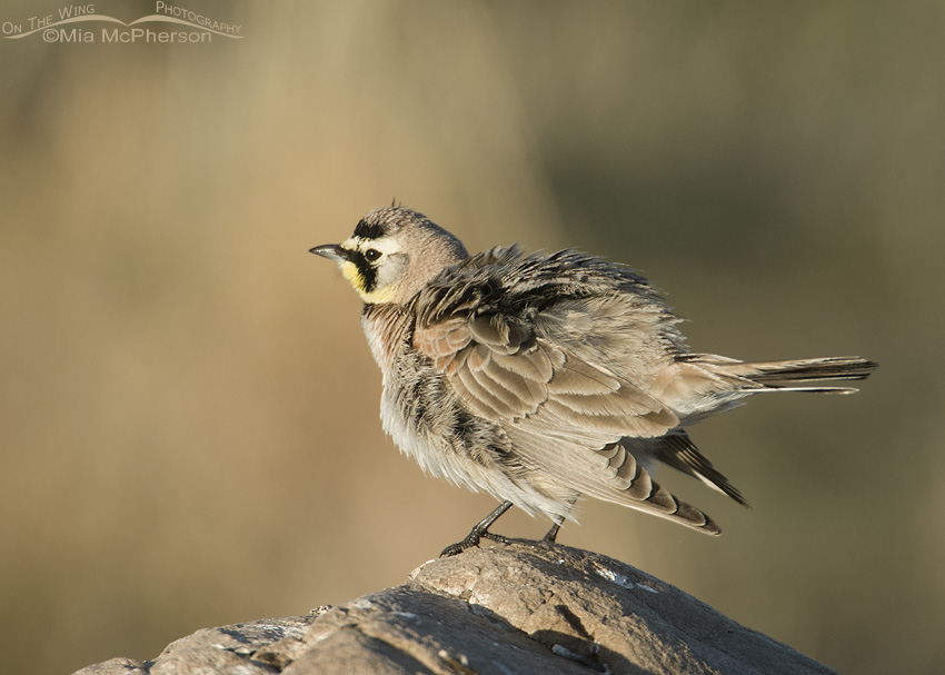 Male Horned Lark Shaking Its Feathers On The Wing Photography