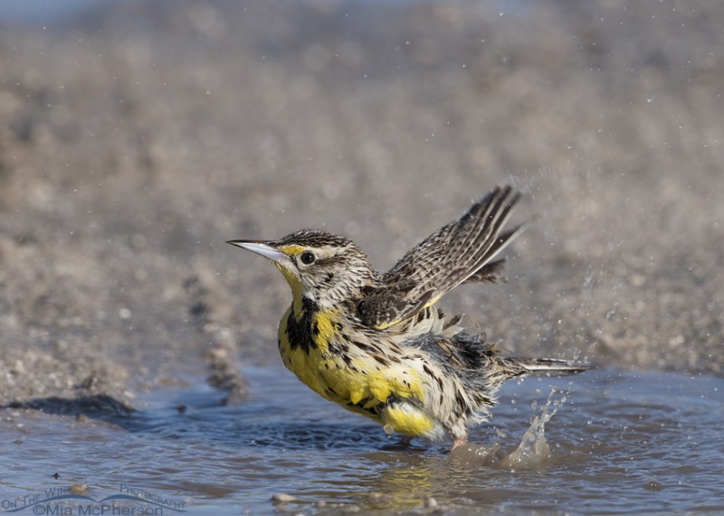 Western Meadowlark in a puddle created by April showers – Mia McPherson ...