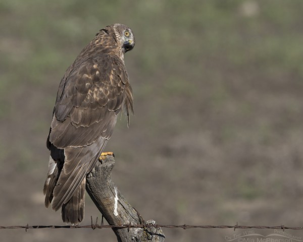 Goofy Northern Harrier – On The Wing Photography