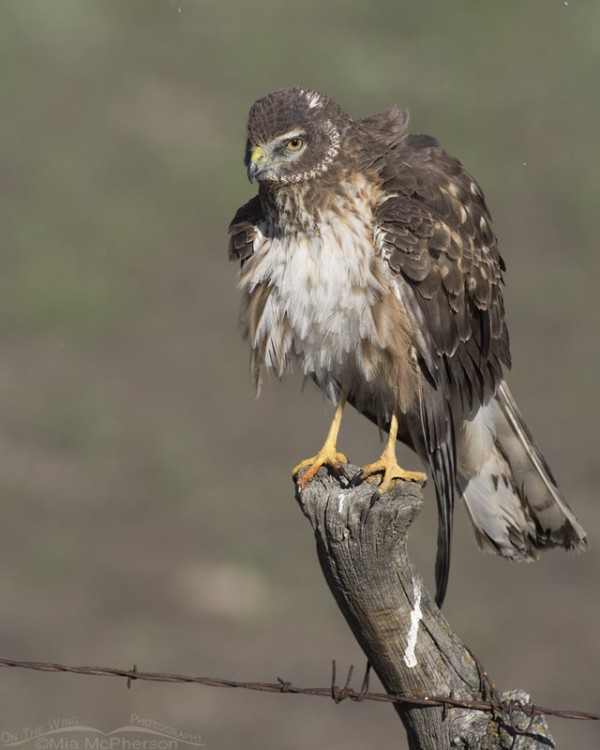 Rousing young Northern Harrier – Mia McPherson's On The Wing Photography