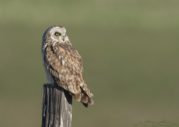 Short-eared Owls - Nomadic and Enchanting - Mia McPherson's On The Wing ...