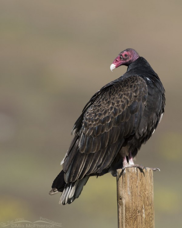 Turkey Vulture over the shoulder look – On The Wing Photography