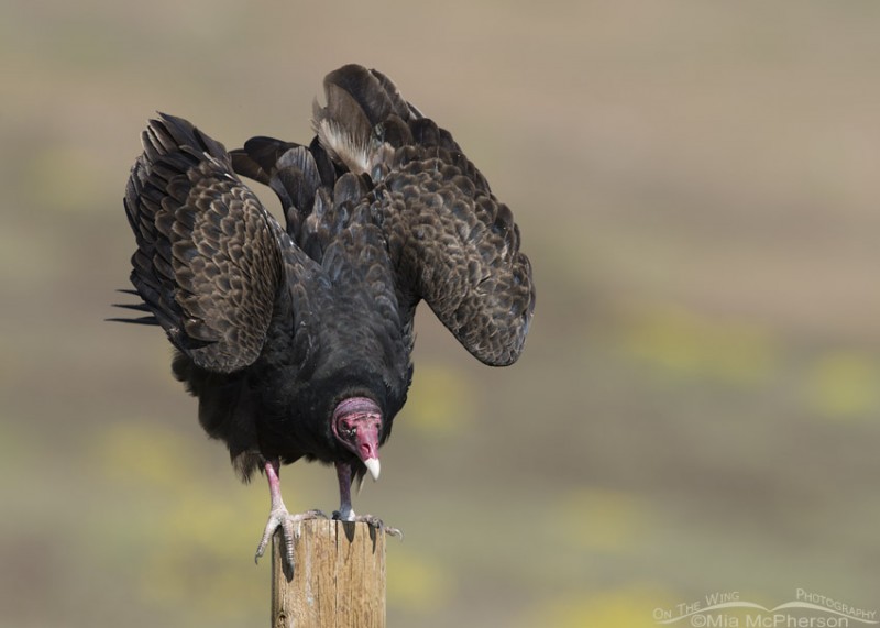 Turkey Vulture with raised wings – Mia McPherson's On The Wing Photography