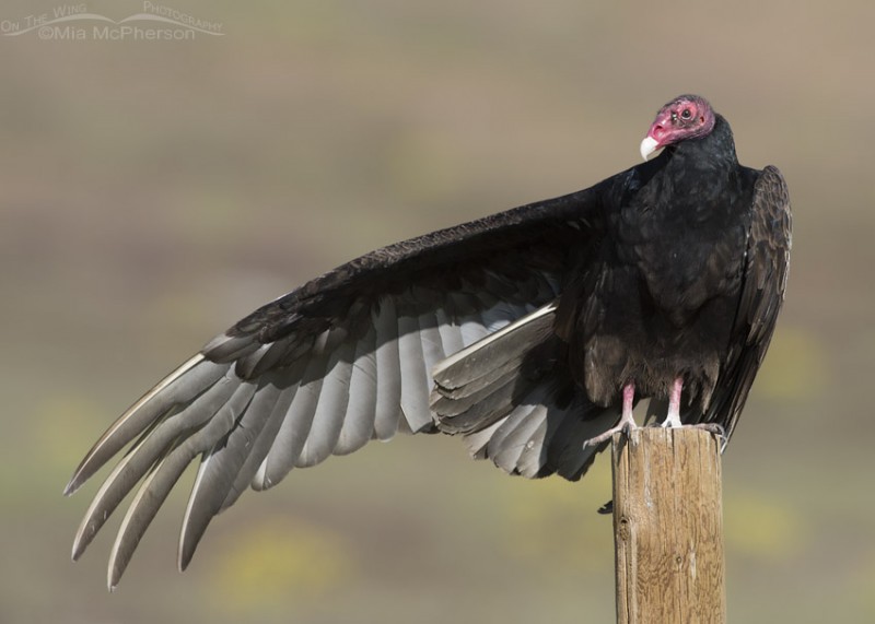 Hawks, Eagles, Ospreys and Vultures - Mia McPherson's On The Wing ...