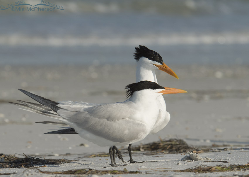 Royal Terns Courting in Florida - Mia McPherson's On The Wing Photography